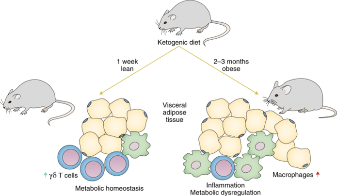 Following a keto diet leads to a decrease in immune γ-delta T cells and an increase in the number of macrophages in adipose tissue