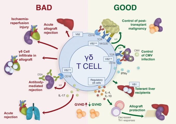 positive and negative roles of immune T cells
